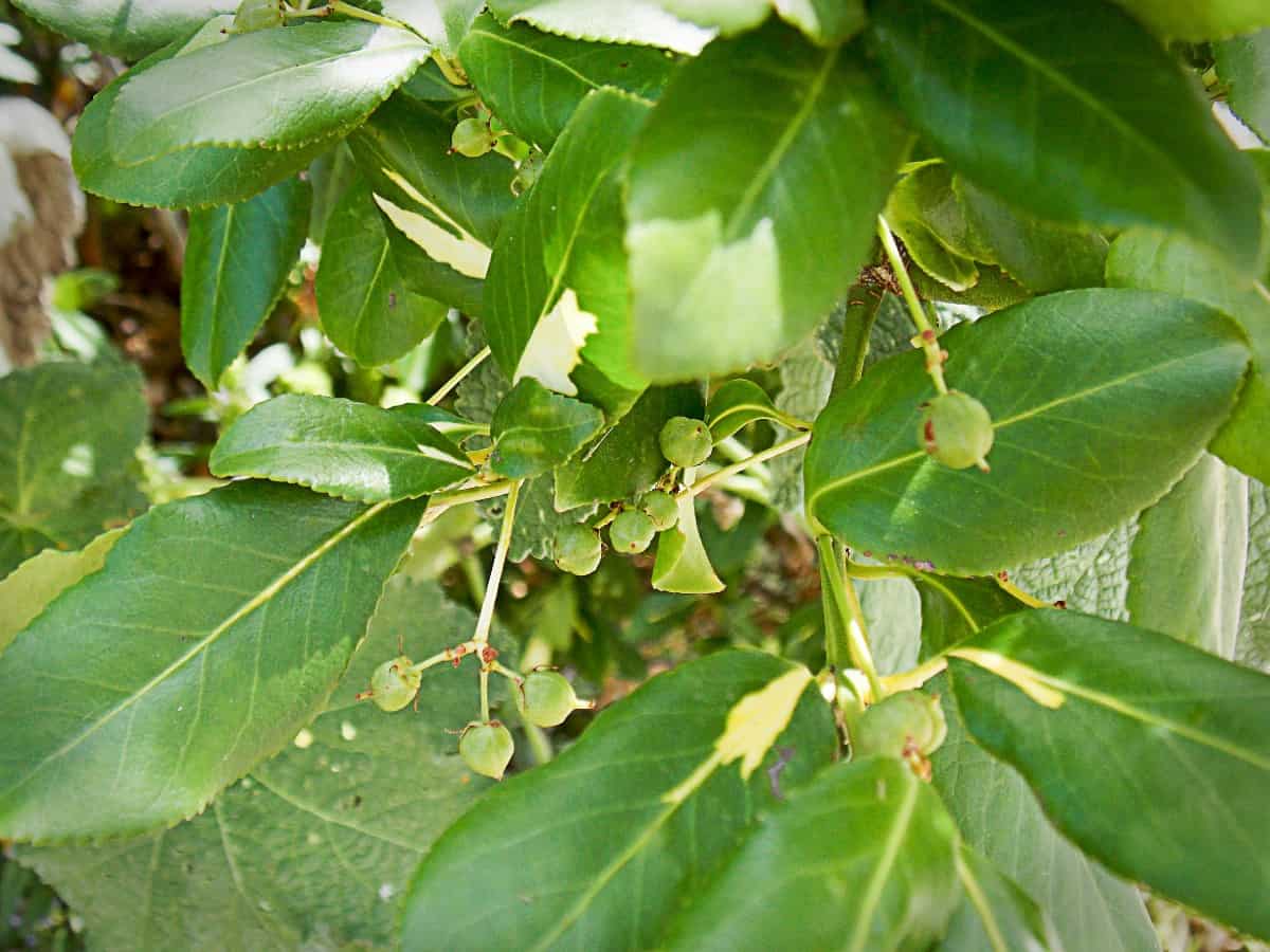 Northern bayberry trees have leathery leaves.