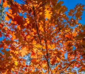 14 Trees with Brilliant Red Autumn Leaves