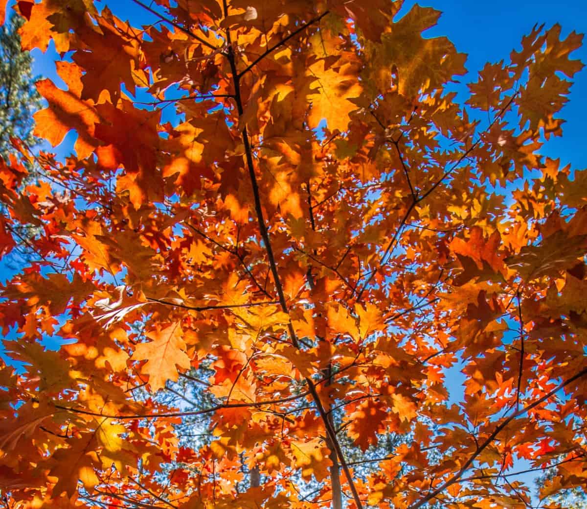 The Northern red oak has a deep root system.