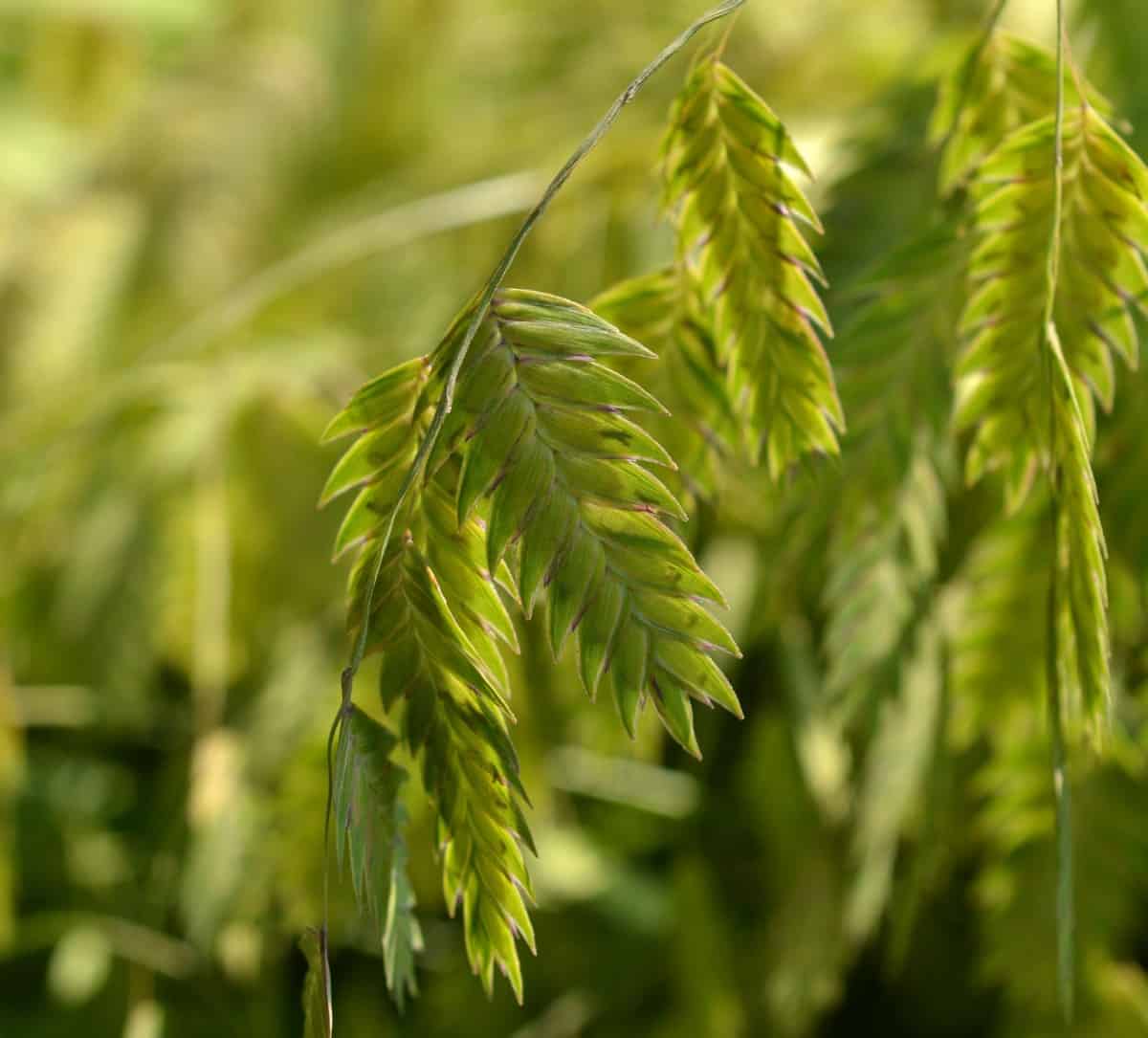 Plant Northern sea oats in sun or shade.