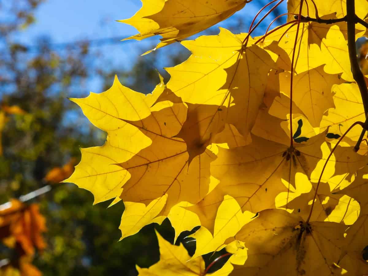 Norway maple trees spread aggressively.