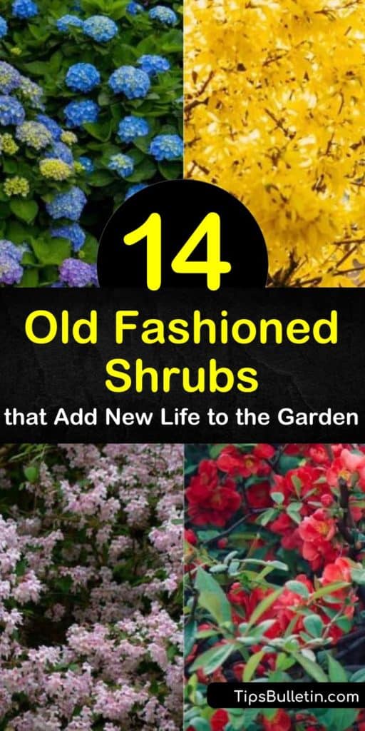 Learn about old fashioned flowering shrubs to delight visitors to your garden, from hydrangea to viburnum. Choose among weigela, with its trumpet-shaped pink flowers; forsythia, with its arching branches coated in yellow blooms; and more. #shrubs #oldfashioned