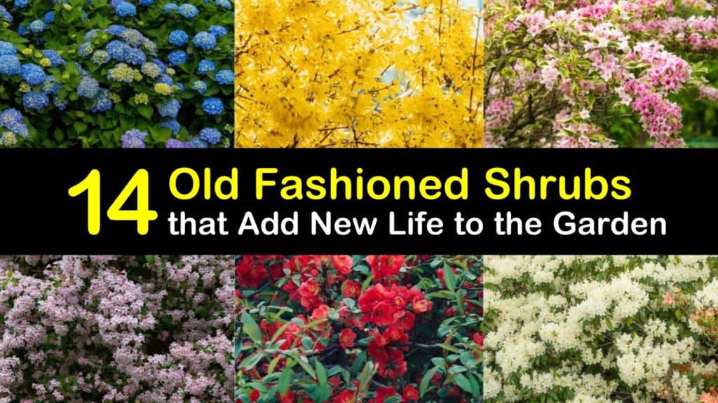 Old Fashioned Shrubs titleimg1