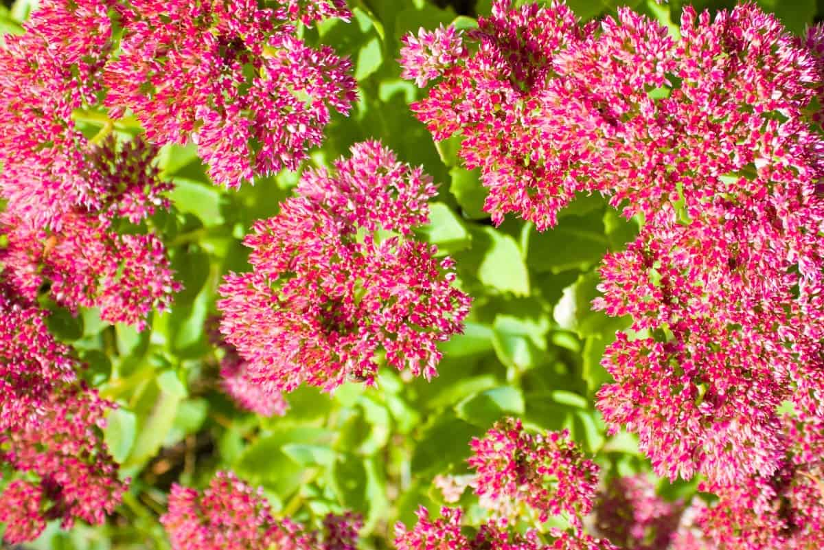 Orpine is commonly known as stonecrop or sedum.