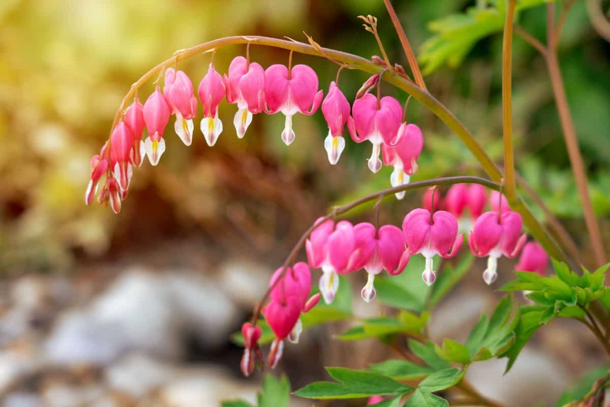 The Pacific bleeding heart is beautiful but toxic.