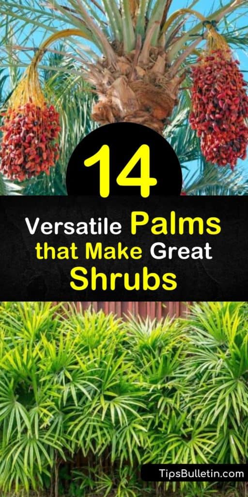 Utilize small palm trees and cycads like the windmill palm, sago palm, sabal palm and mexican fan palm around your home to add a touch of tropics in a subtle way. These Florida trees only need a moist root ball and full sun to transform your yard. #palm #trees #shrubs