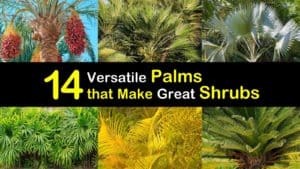 Palm Trees as Shrubs titleimg1