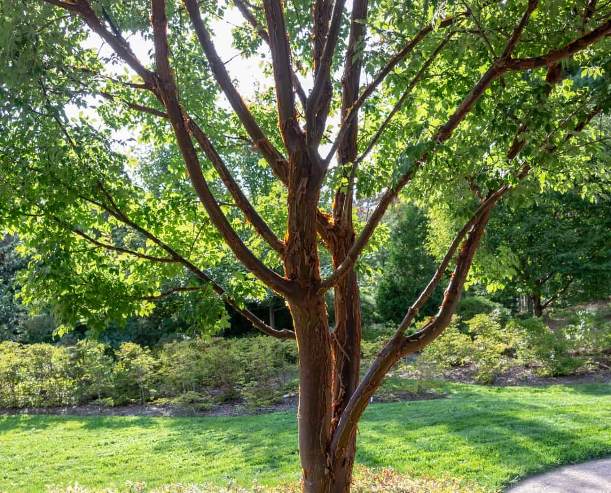 Paperbark maples have unusual bark.