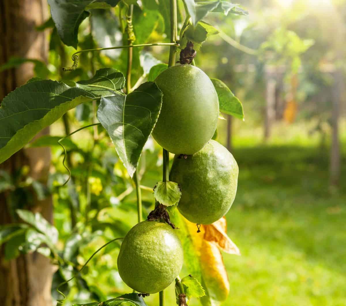 Passionfruit is a vine with exotic flowers.