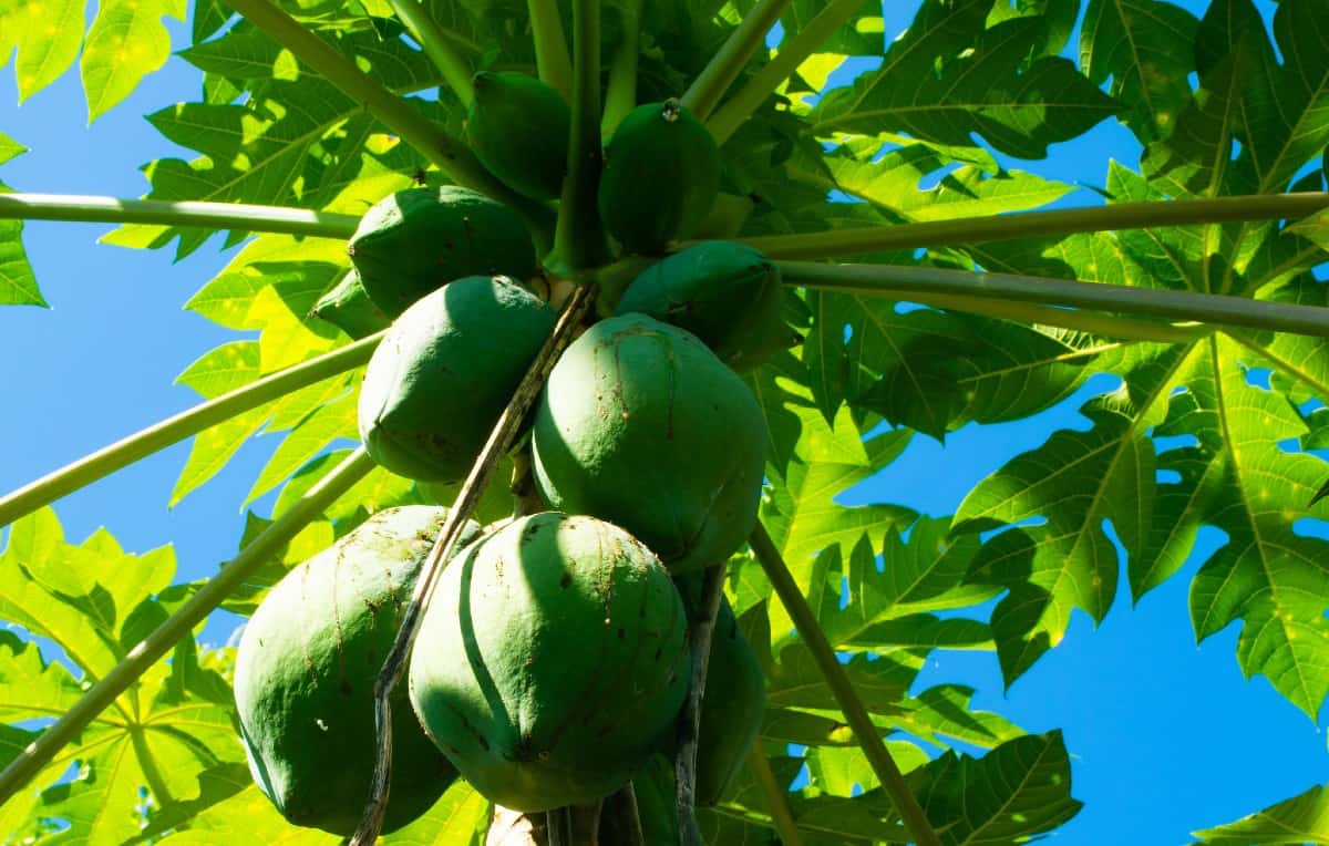 Paw paw trees produce edible fruit.