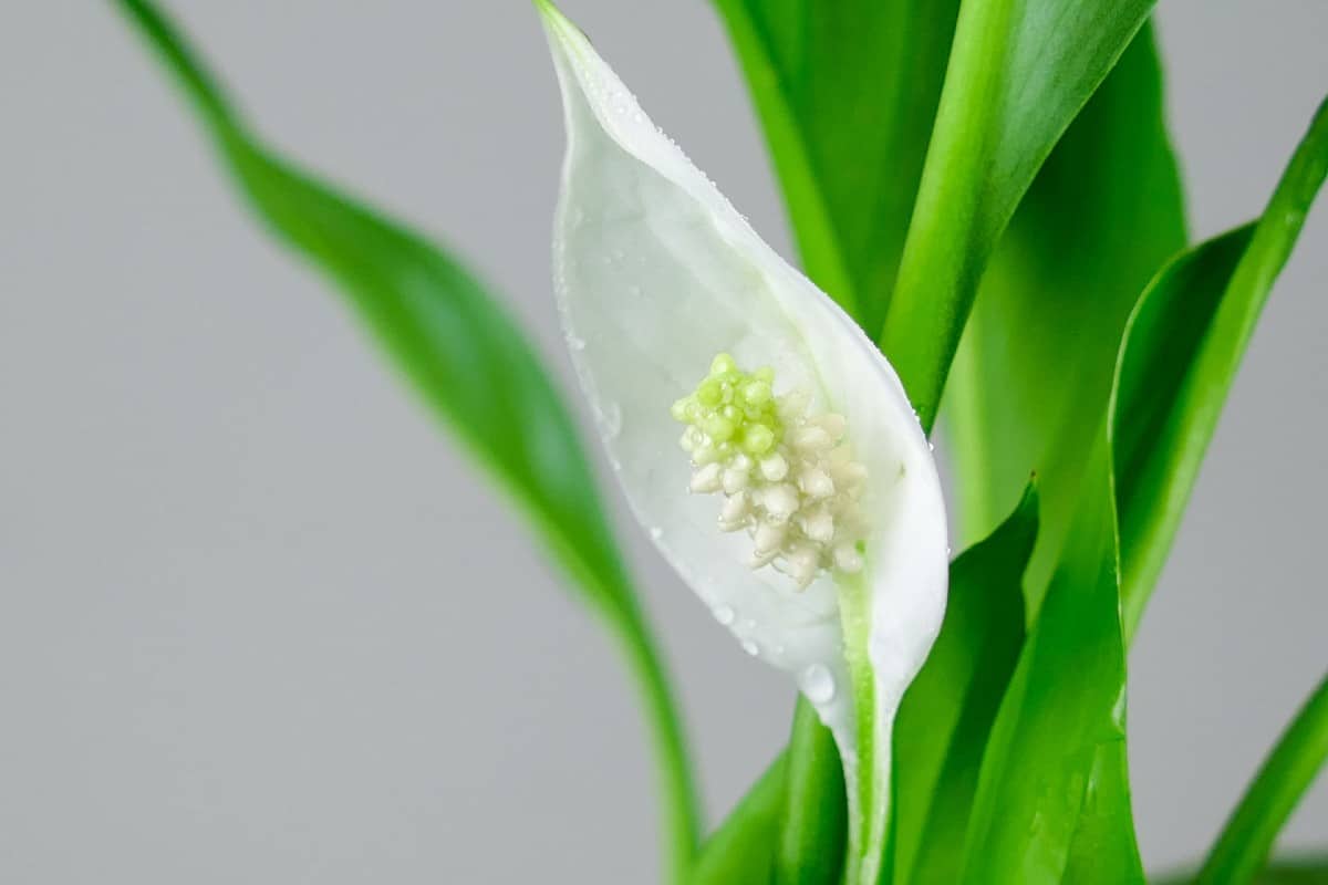 Peace lilies are easy to grow.