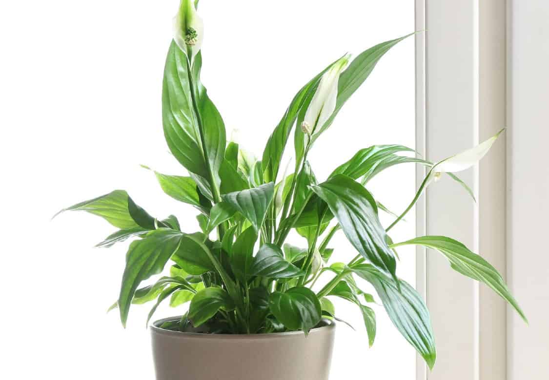 Peace lilies are suited for the tabletop or floor.