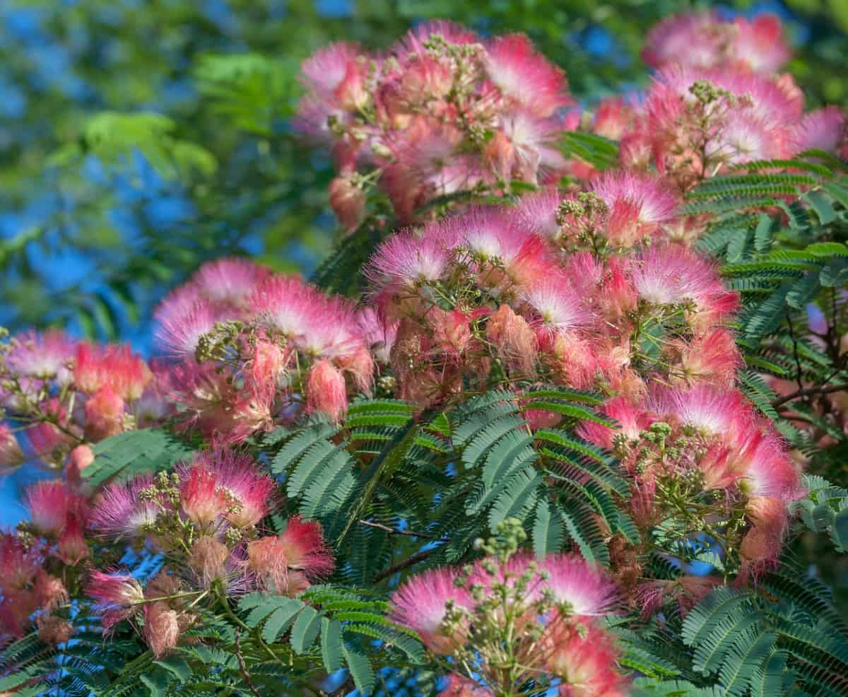 Persian silk trees are also known as mimosas.