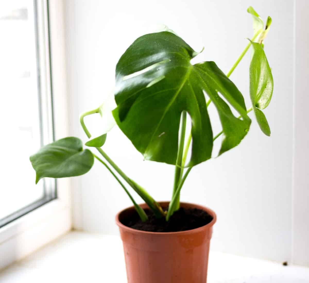 Philodendrons are a popular tropical office plant.