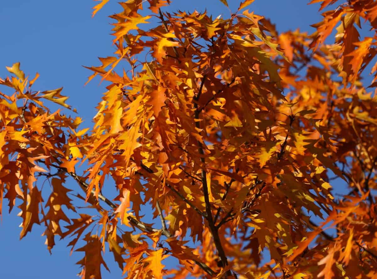 Pin oaks have fall leaves that are red to bronze.