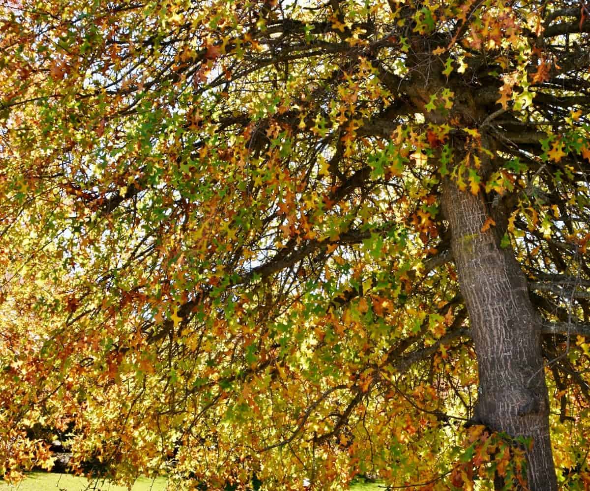 Pin oaks are fast-growing oak trees.