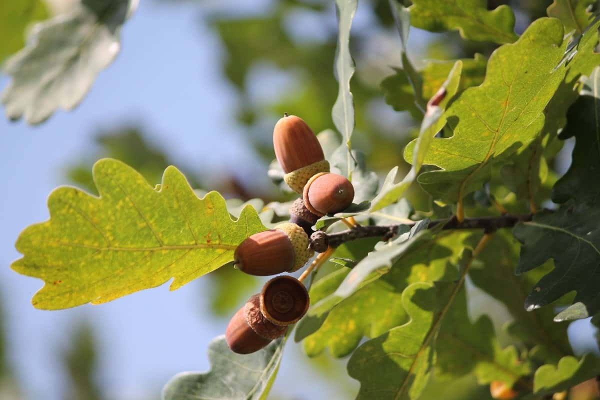 Pin oaks make great shade trees.