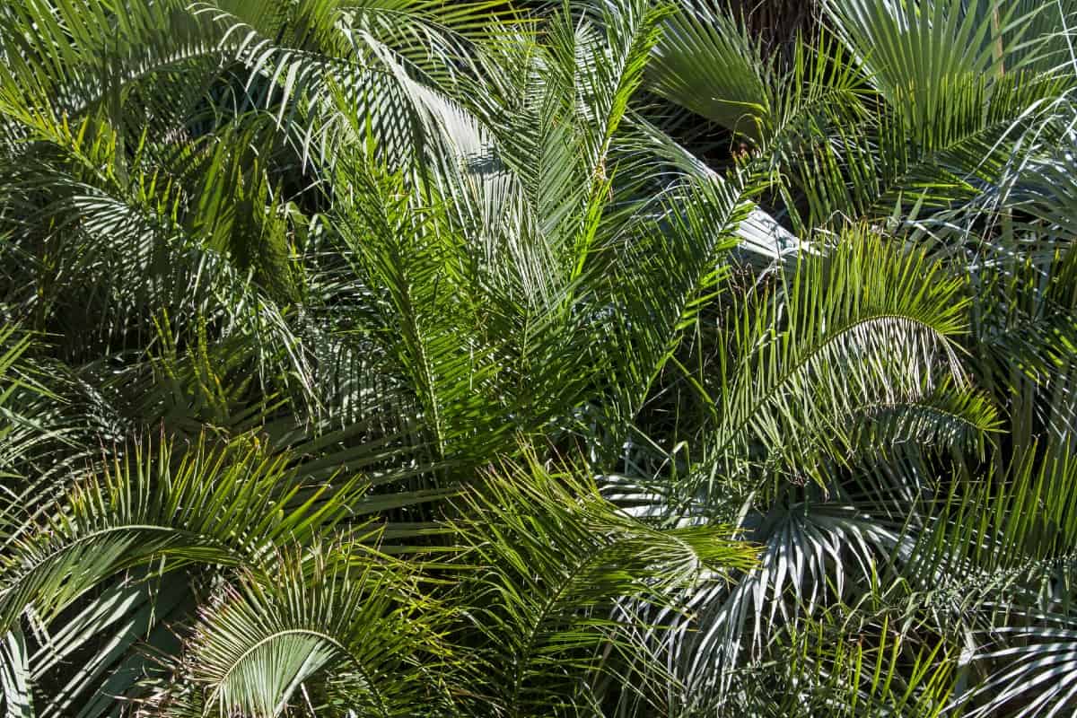 Pindo palm trees are commonly used as shrubs.