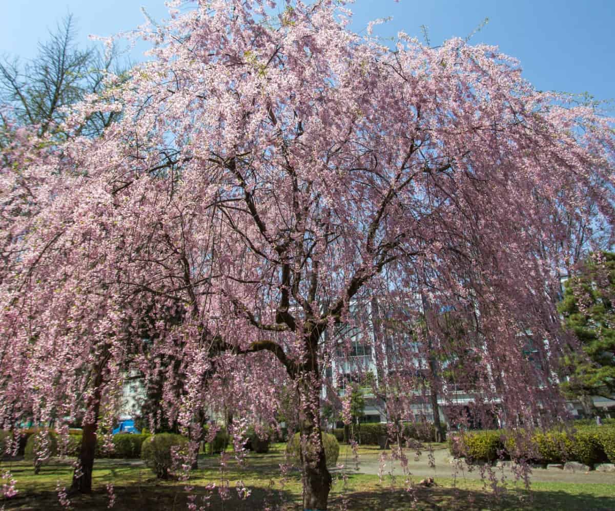 Pink weeping cherry trees attract birds and butterflies.