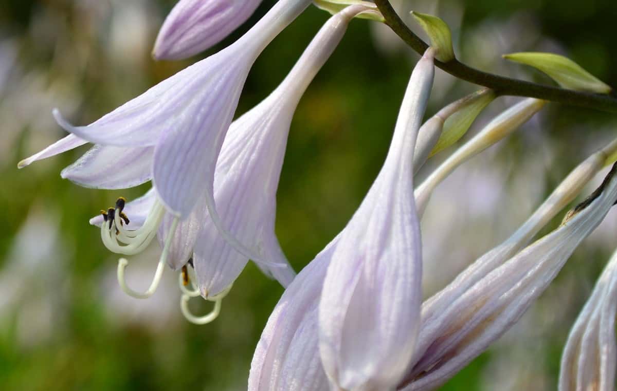 Plantain lilies are also known as hostas.