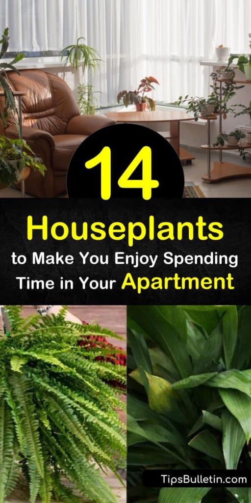 Discover the best plants for apartment living. Whether you're looking for low light or low maintenance, these species thrive in small spaces. Try snake plant for stiff upright leaves, the pothos vine for heart-shaped ones, or an arching spider plant. #plants #apartment