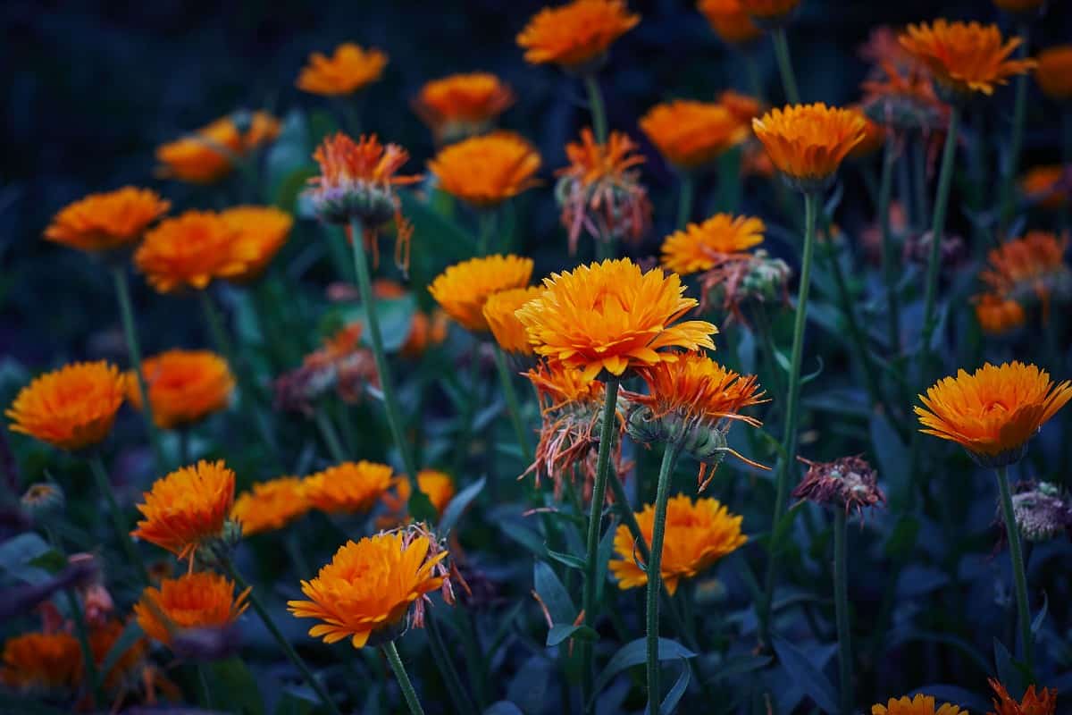 Pot marigolds are daisy-like flowers to add to a wildflower mix.