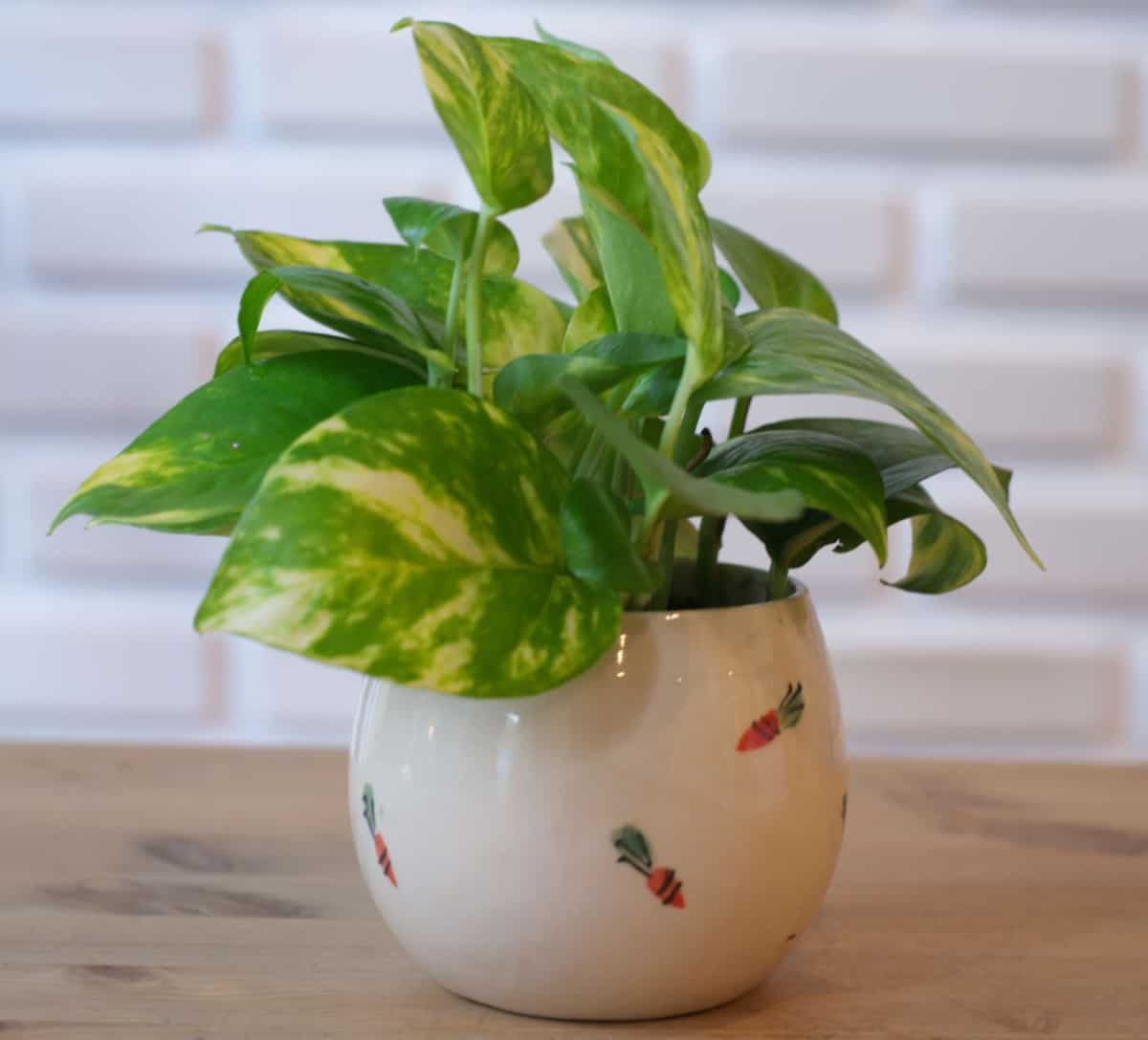 Other than being poisonous, pothos is the ideal indoor plant.