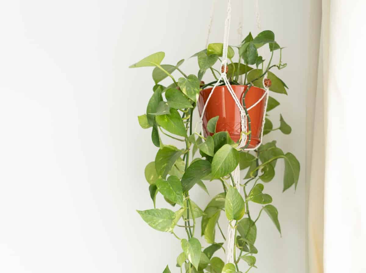 Pothos is an attractive but poisonous vine.