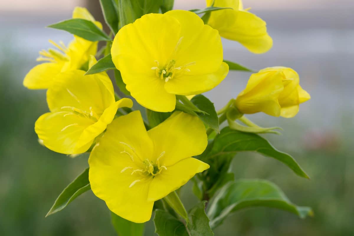 Primroses prefer lightly shaded areas.