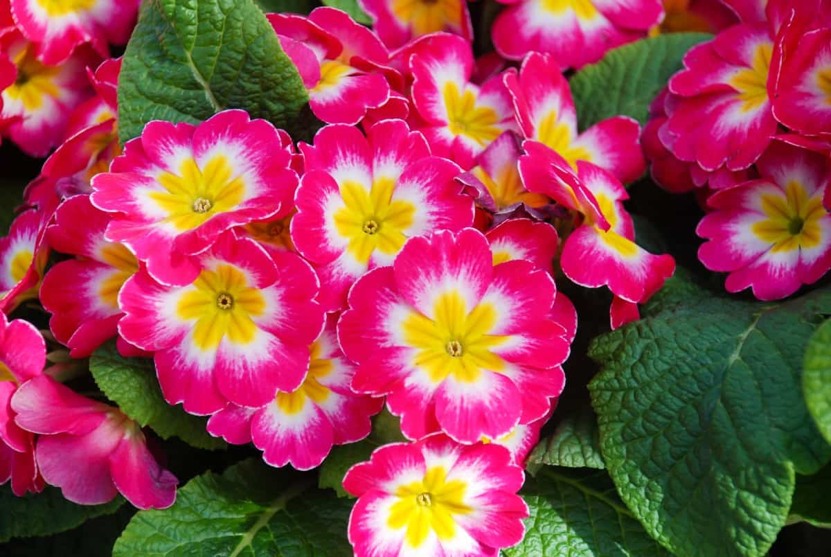 Primroses are one of the earliest spring blooming perennials.