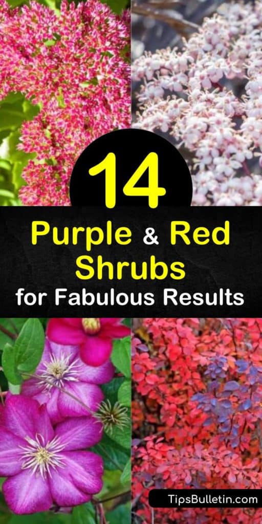 Add these purple and red shrubs to your garden for a colorful collection of flowers and leaves. Coordinate an area with purple foliage and lovely blooms to match. These stunning combinations of royal purple and reds also work well with white and pink flowers. #purple #red #shrubs #bushes