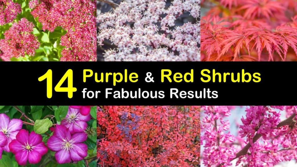 Purple and Red Shrubs titleimg1