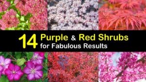 Purple and Red Shrubs titleimg1