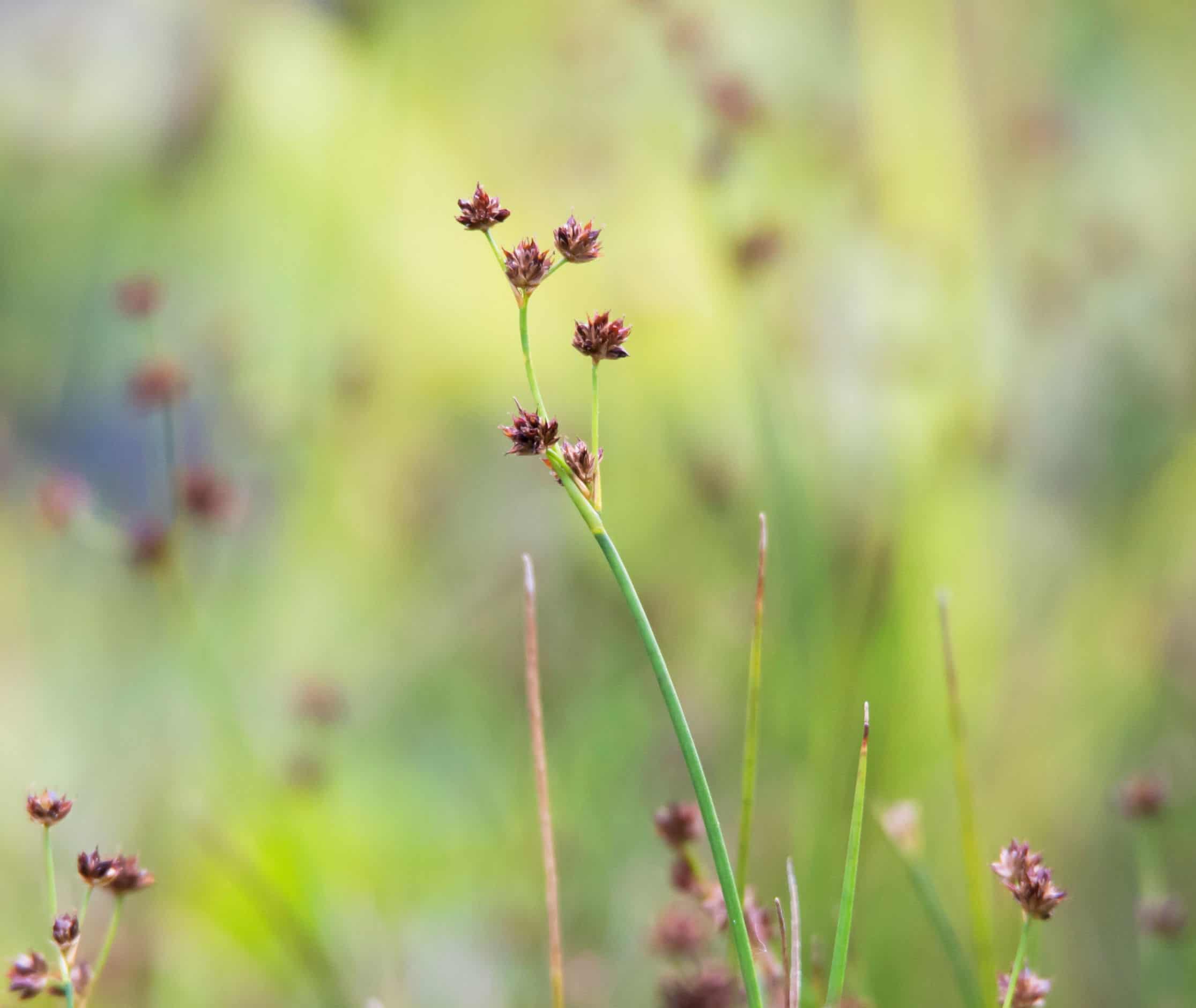 Purple spikerush is an aquatic plant.