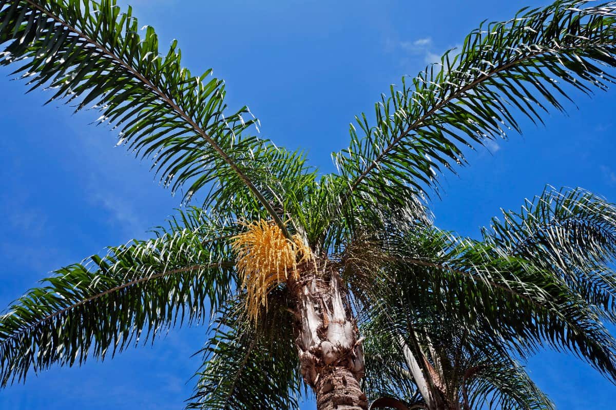 Queen palms have attractive orange flowers.