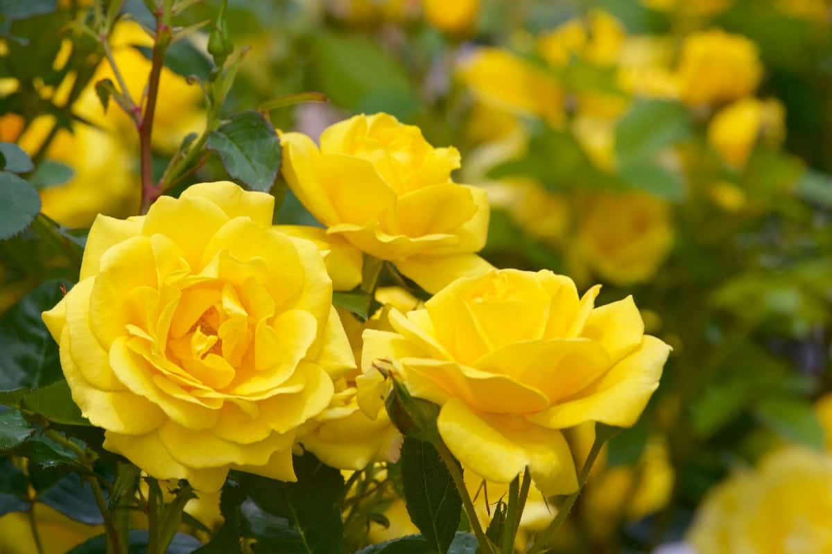 Radiant perfume is a yellow grandiflora rose bush.