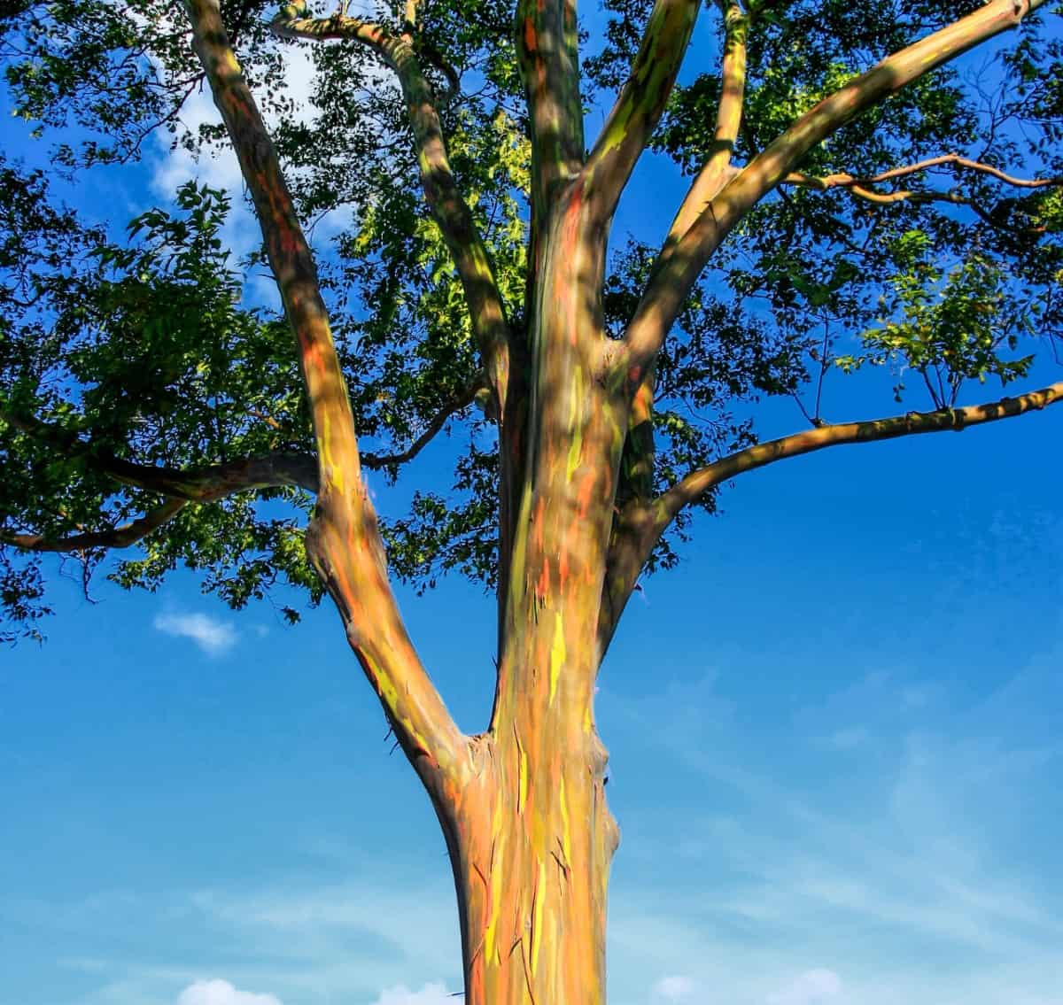 The unusual rainbow eucalyptus tree looks like it was painted.