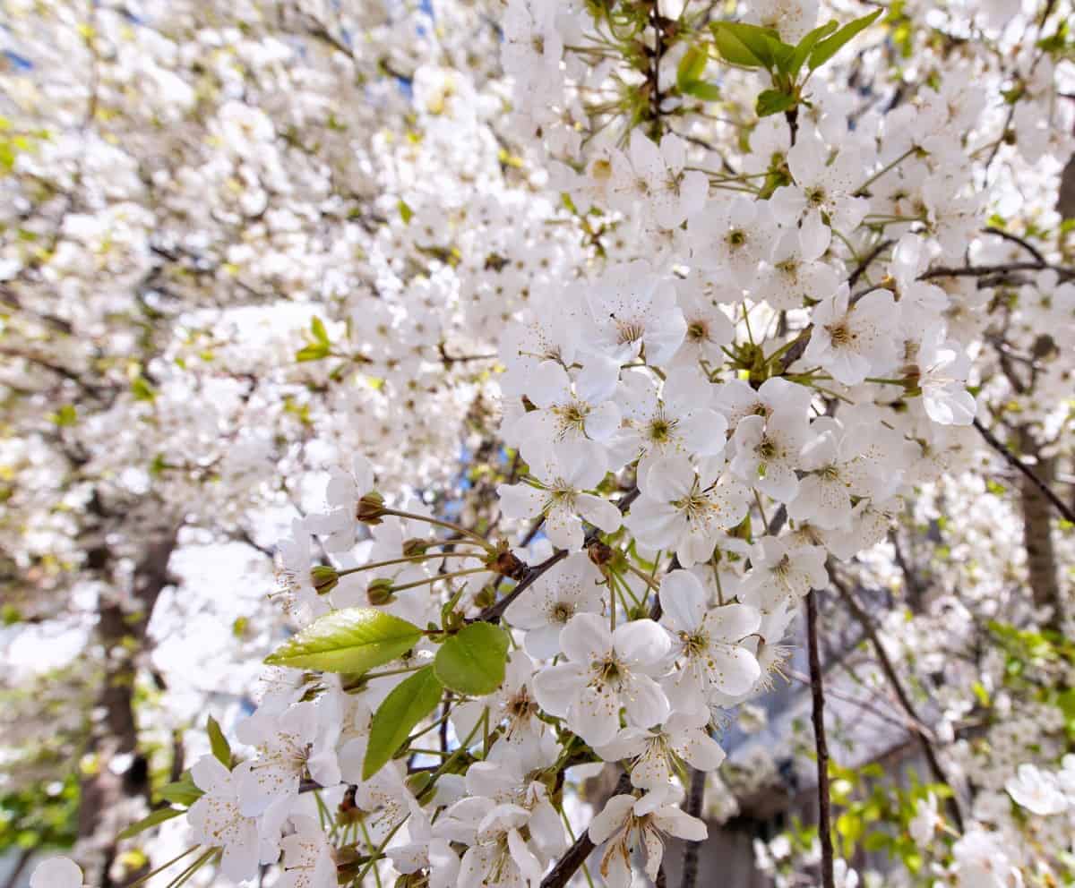 Ranier sweet cherry trees produce delicious fruit.