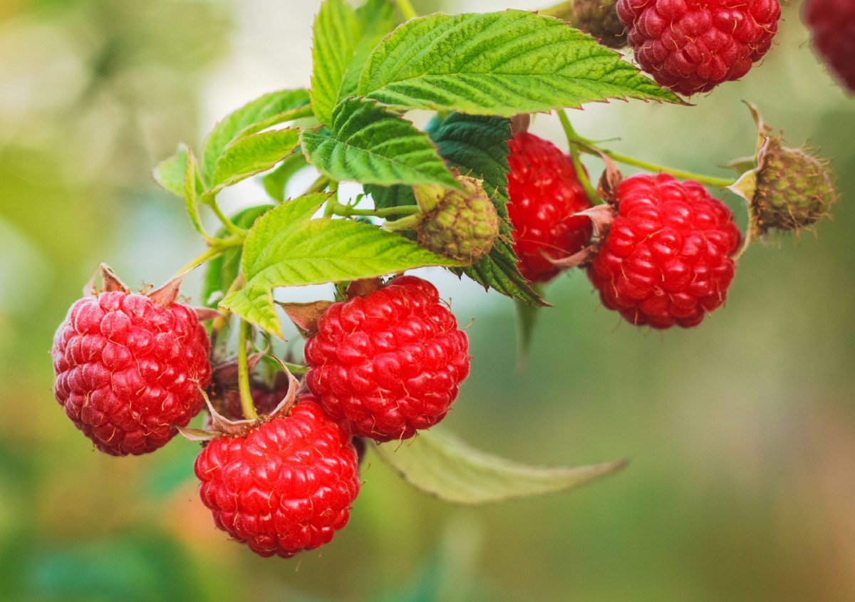 Raspberries are an easy-growing fruit.