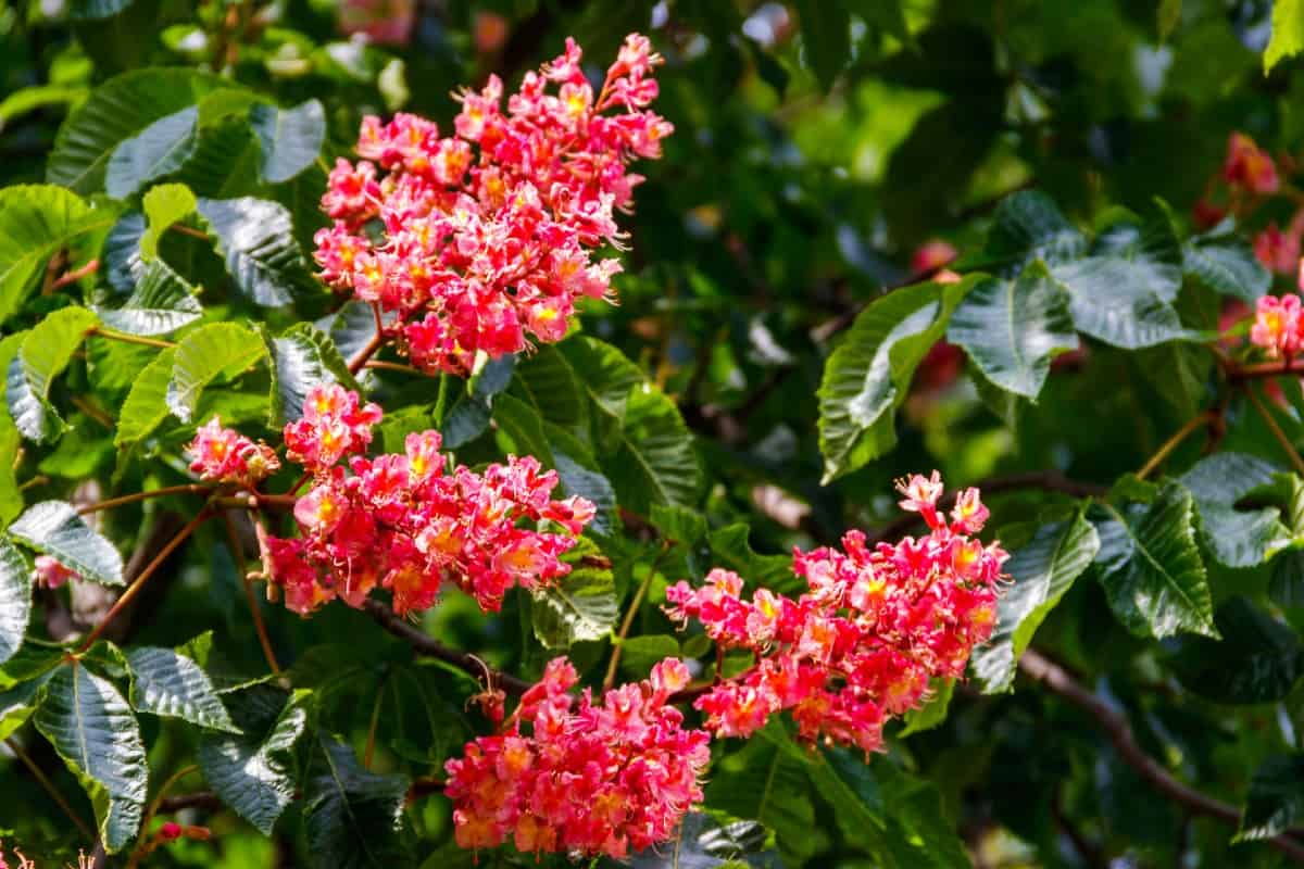 Red buckeyes grow to about 15 feet tall.