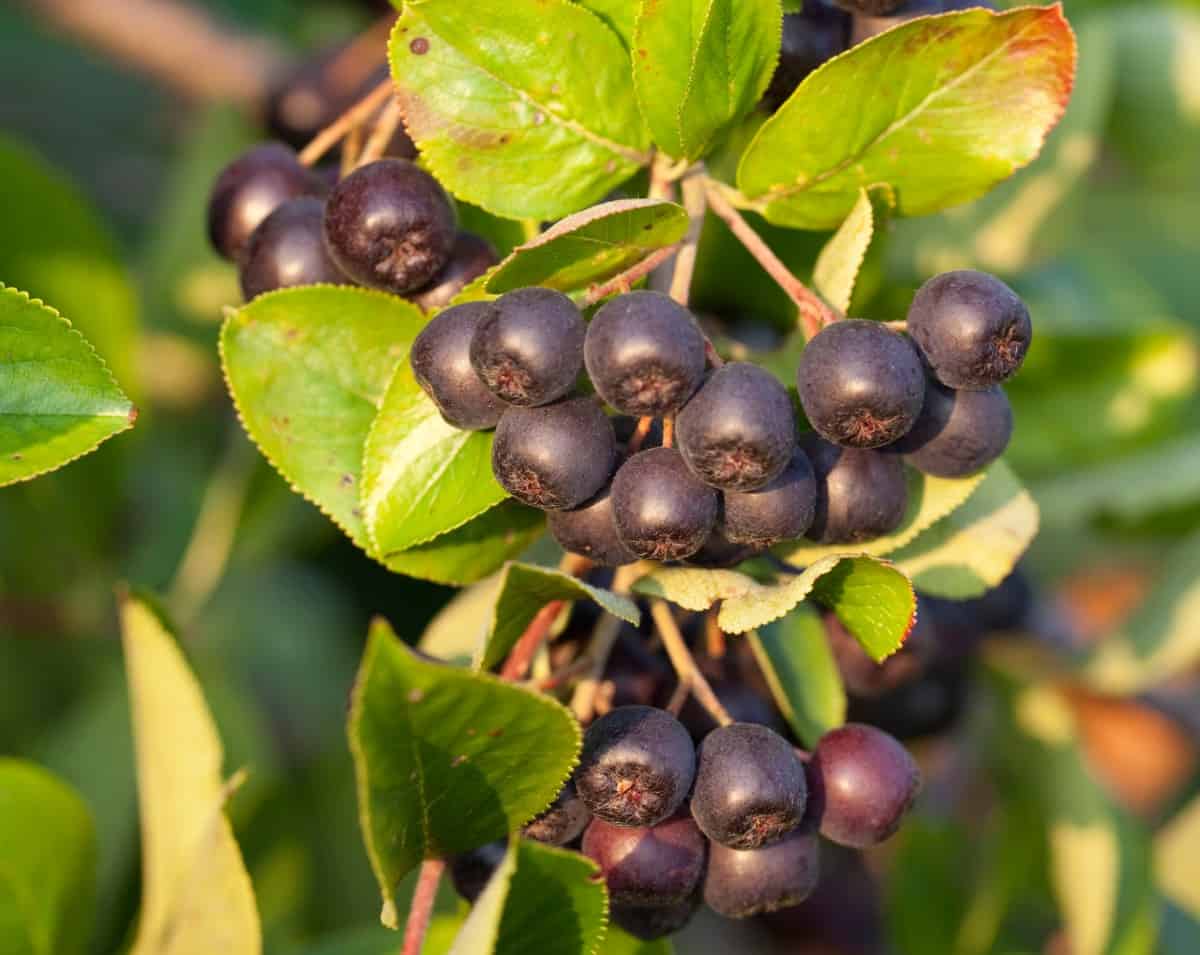 Red chokeberry trees are beautiful all year.