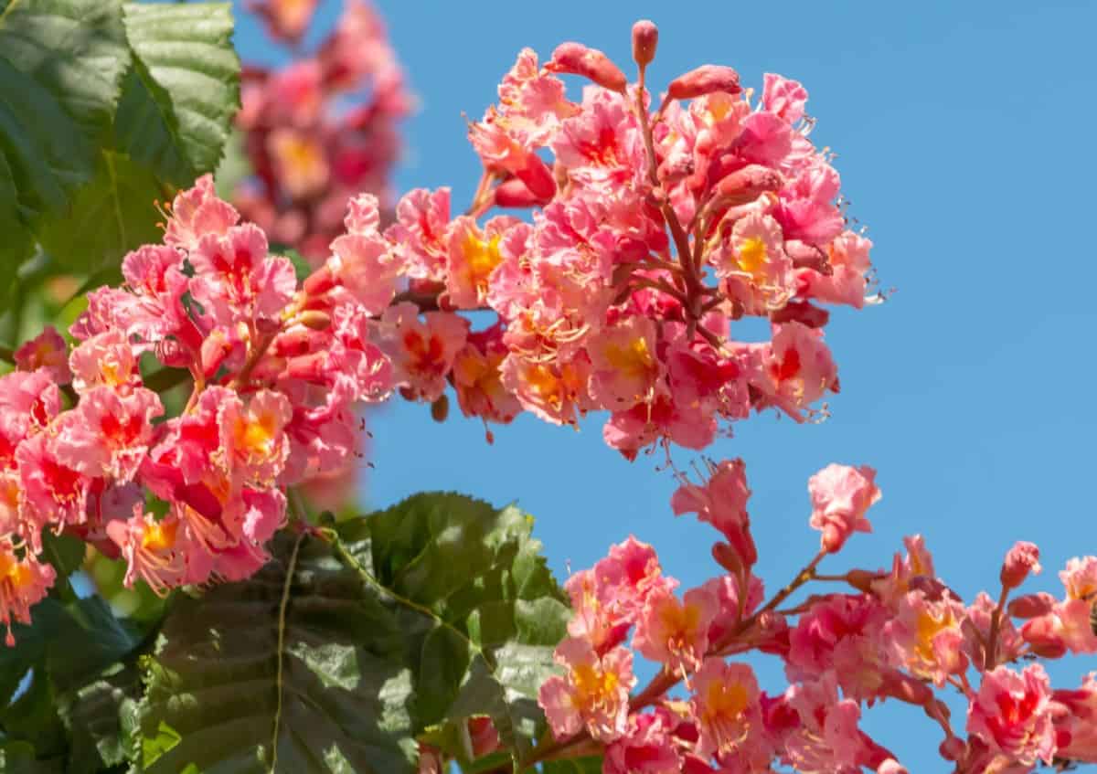 Red horse chestnut trees offer a lot of shade.