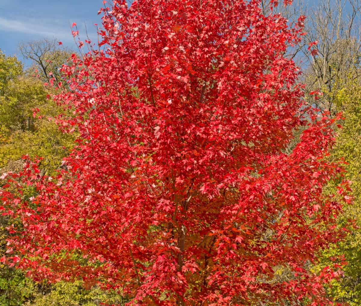 Red maple trees are beautiful in any season.