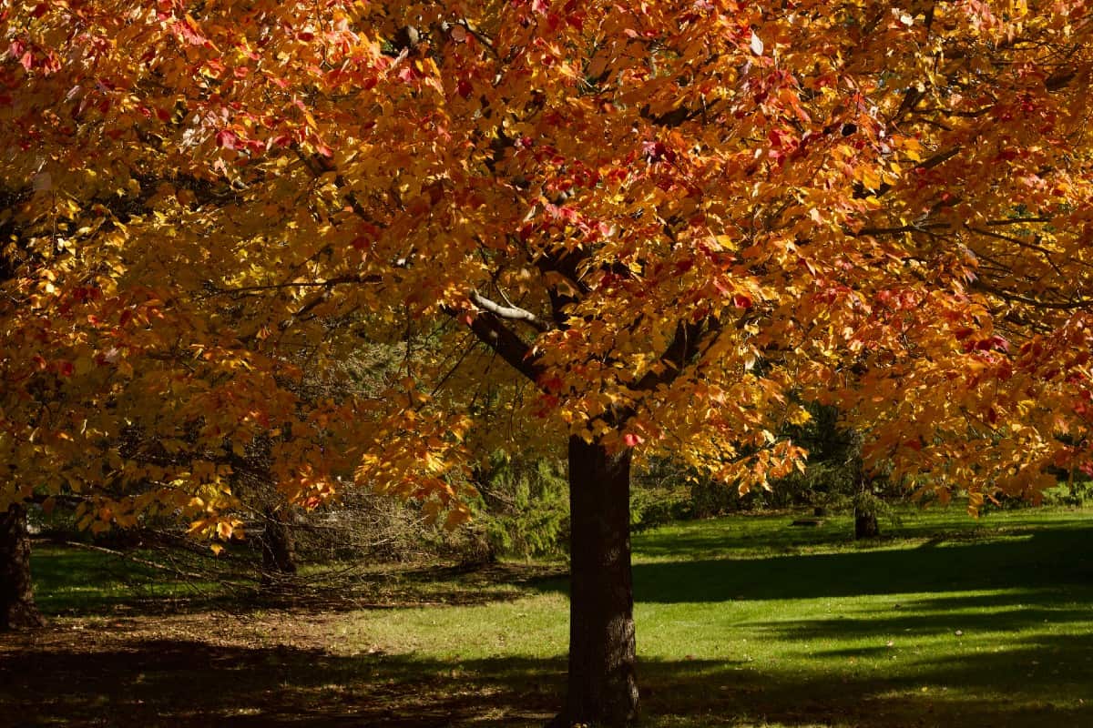 Red maples have brilliant fall color.