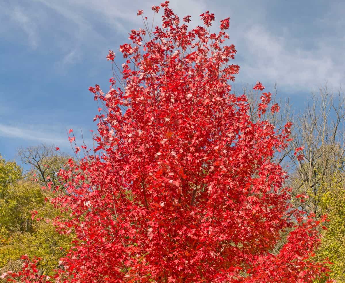 Red maple trees are deciduous fast growers.