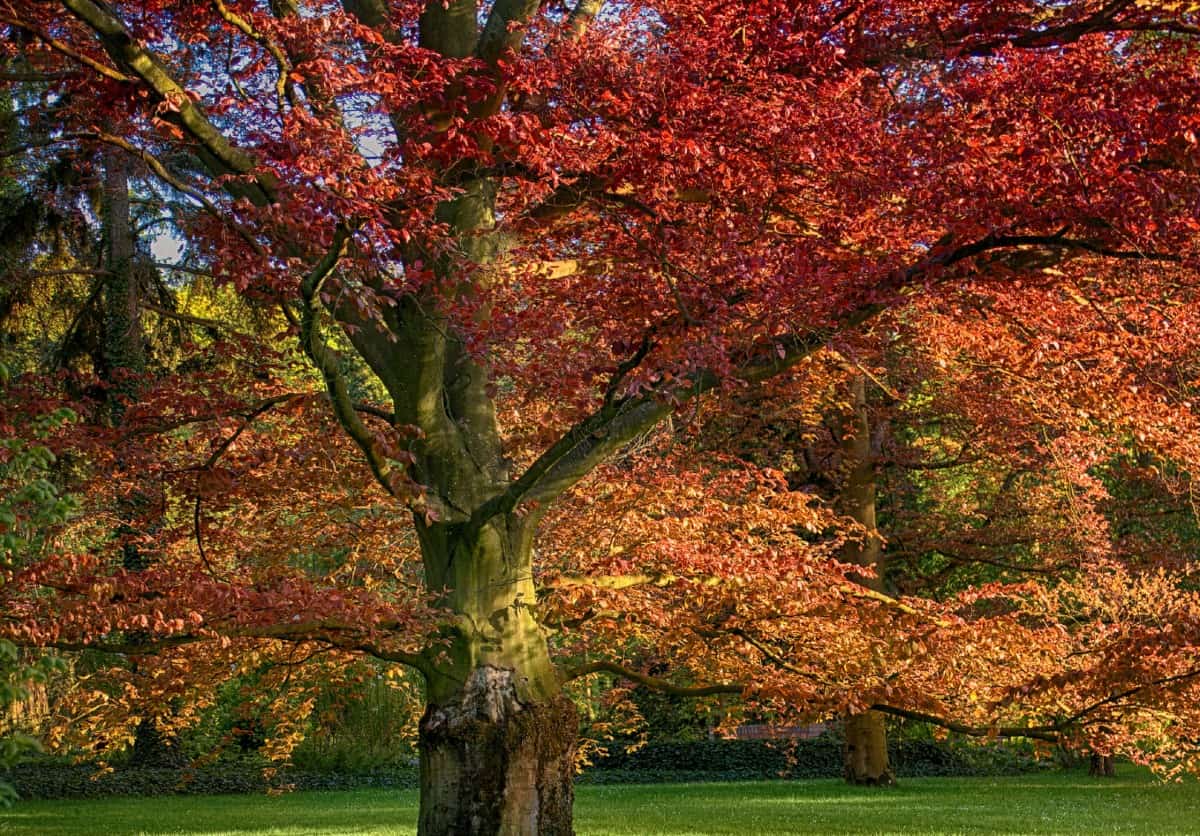 Red oak trees offer brilliant fall color.