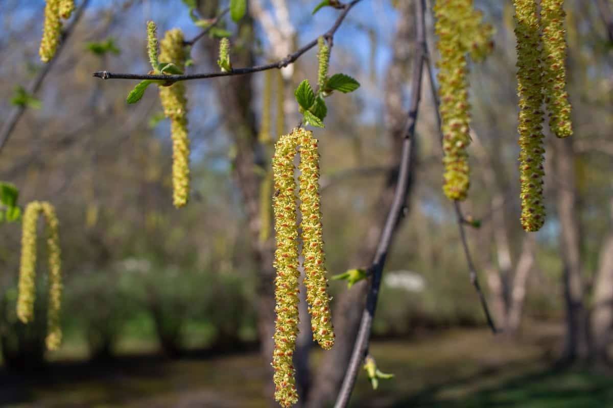 The river birch is a fast growing shade tree.