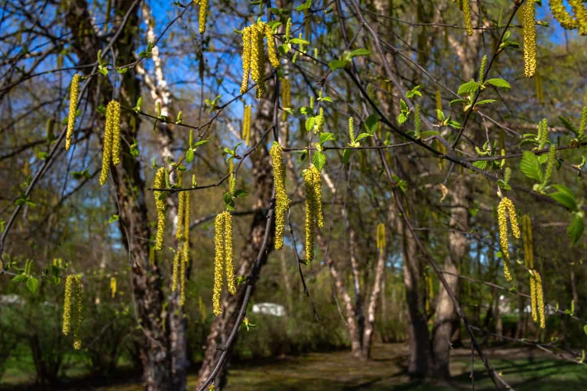 The river birch has multiple trunks.