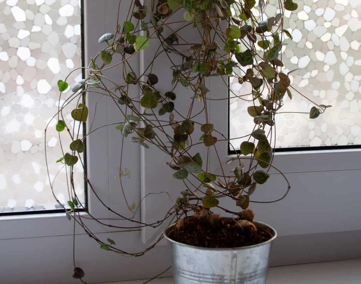 The rosary vine has a wiry stem.