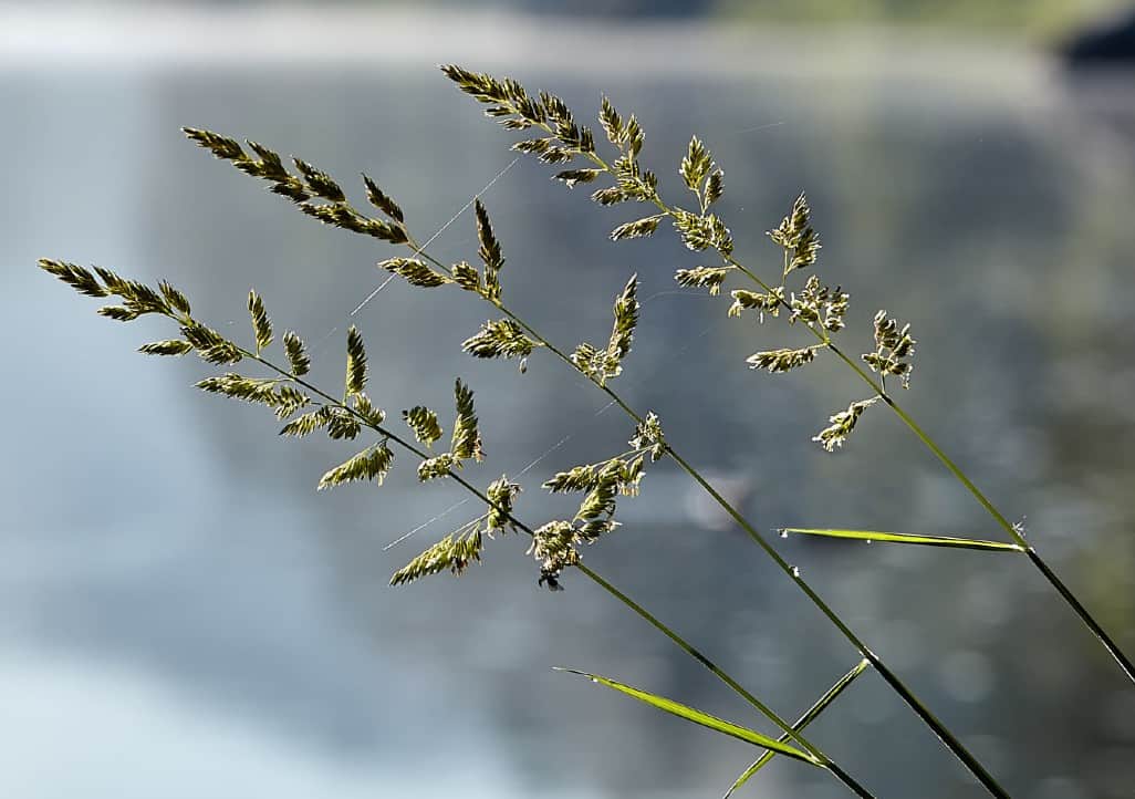 Rough bluegrass is an ornamental that can't take the heat.